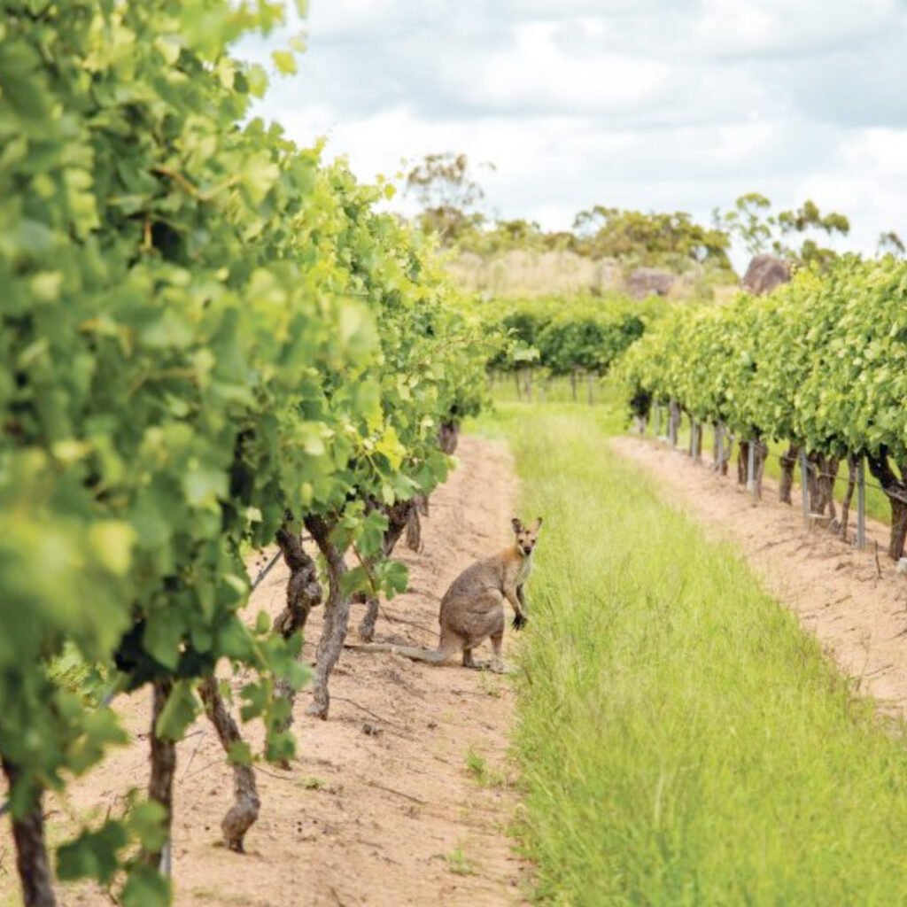 kangaroo-among-granite-belt-vineyards-in-queensland-wine-country-symbolising-conrad-distillerys-australian-heritage-and-rescued-wine-origins