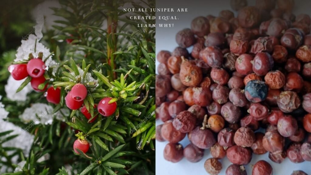 Close-up comparison of red juniper berries (Juniperus oxycedrus) on the branch beside dried juniper berries used in gin distillation.